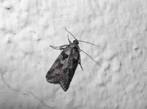 Cnephasia sp.